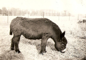 Lady Moe grazing at Snetterton Heath